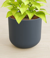 Load image into Gallery viewer, Iron Gray stand:all