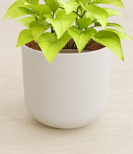 Load image into Gallery viewer, Natural Bamboo stand:all