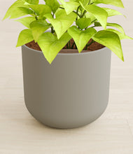 Load image into Gallery viewer, Sage Green stand:all