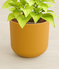 Load image into Gallery viewer, Sunset Orange stand:all