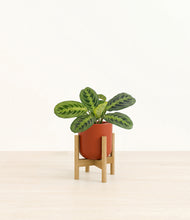 Load image into Gallery viewer, Earth Red stand:bamboo