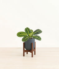Load image into Gallery viewer, Iron Gray stand:walnut