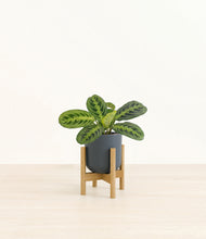 Load image into Gallery viewer, Iron Gray stand:bamboo