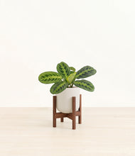 Load image into Gallery viewer, Natural Bamboo stand:walnut