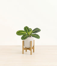 Load image into Gallery viewer, Natural Bamboo stand:bamboo
