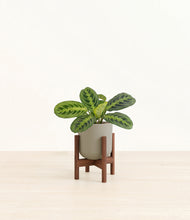 Load image into Gallery viewer, Sage Green stand:walnut