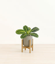 Load image into Gallery viewer, Sage Green stand:bamboo