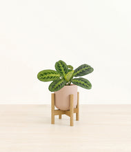 Load image into Gallery viewer, Sandy Pink stand:bamboo