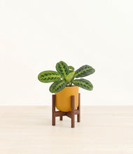 Load image into Gallery viewer, Sunset Orange stand:walnut