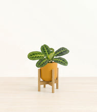 Load image into Gallery viewer, Sunset Orange stand:bamboo