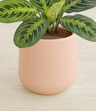 Load image into Gallery viewer, Gentle Pink stand:all