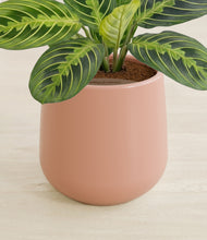 Load image into Gallery viewer, Calm Rose stand:all