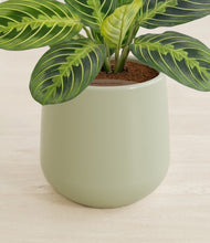Load image into Gallery viewer, Turquoise stand:all