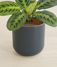 Load image into Gallery viewer, Iron Gray stand:all