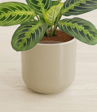 Load image into Gallery viewer, Sage Green stand:all