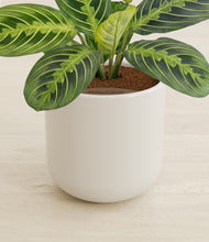 Load image into Gallery viewer, Cotton White stand:all