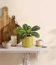 Load image into Gallery viewer, Key Lime Yellow