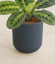 Load image into Gallery viewer, Iron Gray stand:all