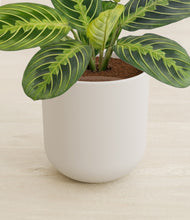 Load image into Gallery viewer, Natural Bamboo stand:all