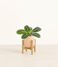 Load image into Gallery viewer, Gentle Pink stand:bamboo