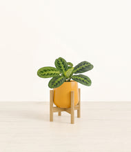 Load image into Gallery viewer, Mustard stand:bamboo