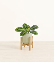 Load image into Gallery viewer, Turquoise stand:bamboo