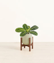 Load image into Gallery viewer, Turquoise stand:walnut