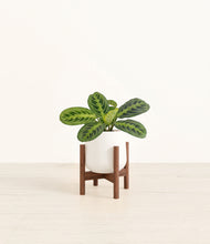 Load image into Gallery viewer, White stand:walnut