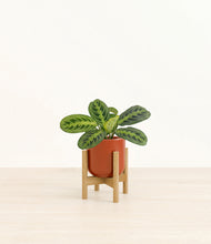 Load image into Gallery viewer, Glossy Red stand:bamboo