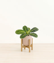 Load image into Gallery viewer, Sandy Pink stand:bamboo