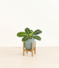 Load image into Gallery viewer, Reactive Aqua stand:bamboo