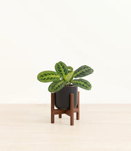 Load image into Gallery viewer, Stone Black stand:walnut