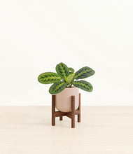 Load image into Gallery viewer, Sandy Pink stand:walnut