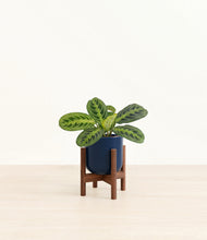Load image into Gallery viewer, Twilight Blue stand:walnut