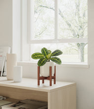 Load image into Gallery viewer, Cotton White stand:bamboo