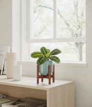 Load image into Gallery viewer, Reactive Aqua stand:walnut