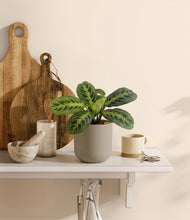 Load image into Gallery viewer, Sage Green
