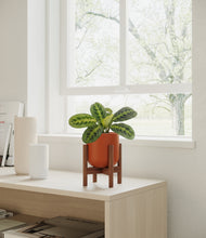 Load image into Gallery viewer, Earth Red stand:walnut
