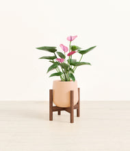 Load image into Gallery viewer, Gentle Pink stand:walnut
