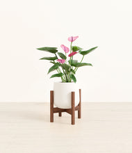 Load image into Gallery viewer, White stand:walnut