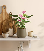 Load image into Gallery viewer, Olive