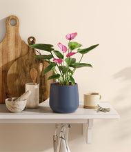 Load image into Gallery viewer, Deep Navy