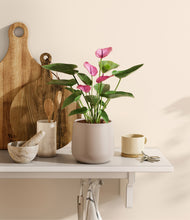 Load image into Gallery viewer, Eternal Gray