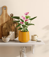 Load image into Gallery viewer, Mustard