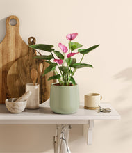 Load image into Gallery viewer, Turquoise