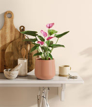 Load image into Gallery viewer, Calm Rose