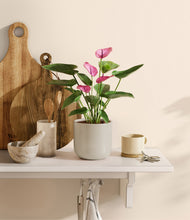 Load image into Gallery viewer, Cotton White