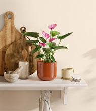 Load image into Gallery viewer, Glossy Red