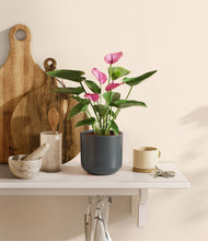 Load image into Gallery viewer, Iron Gray