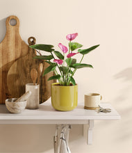 Load image into Gallery viewer, Key Lime Yellow